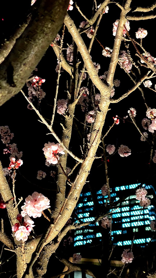 candy_balll candy_balll archive image