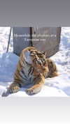 candy_balll Altpins Profile Picture