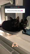 candy_balll Altpins Profile Picture