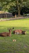 candy_balll Altpins Profile Picture