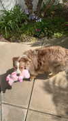carolinesometimes Altpins Profile Picture
