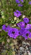 carolinesometimes Altpins Profile Picture