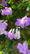 carolinesometimes Altpins Profile Picture
