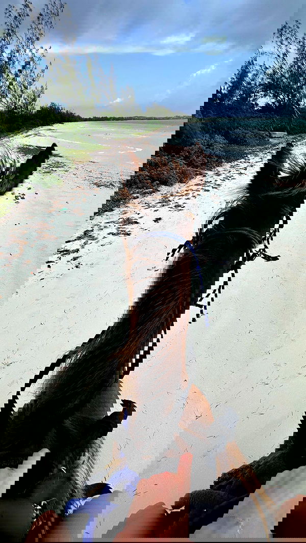 carolinezalog carolinezalog archive image