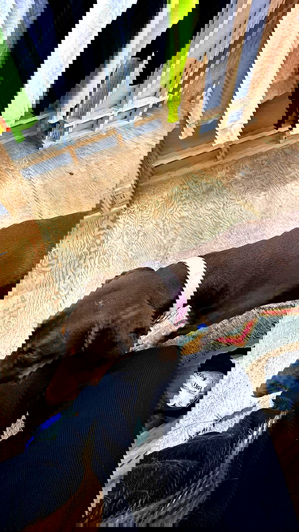 carolinezalog carolinezalog archive image