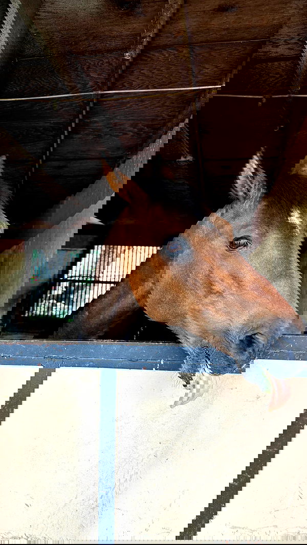 carolinezalog carolinezalog archive image