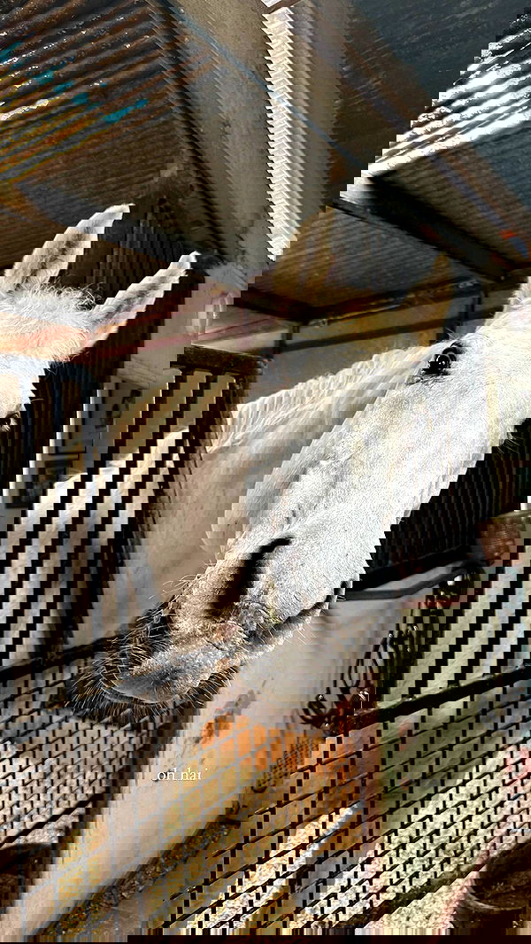 carolinezalog carolinezalog archive image