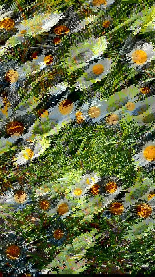 carolinezalog carolinezalog archive image