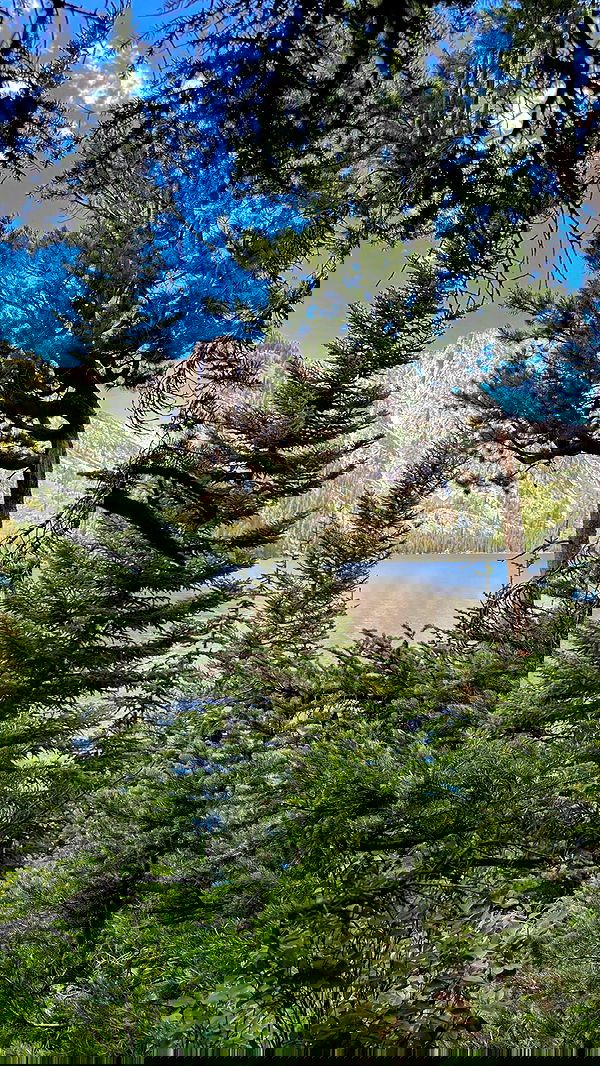 carolinezalog carolinezalog archive image