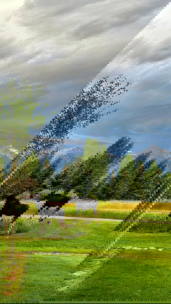 carolinezalog carolinezalog archive image