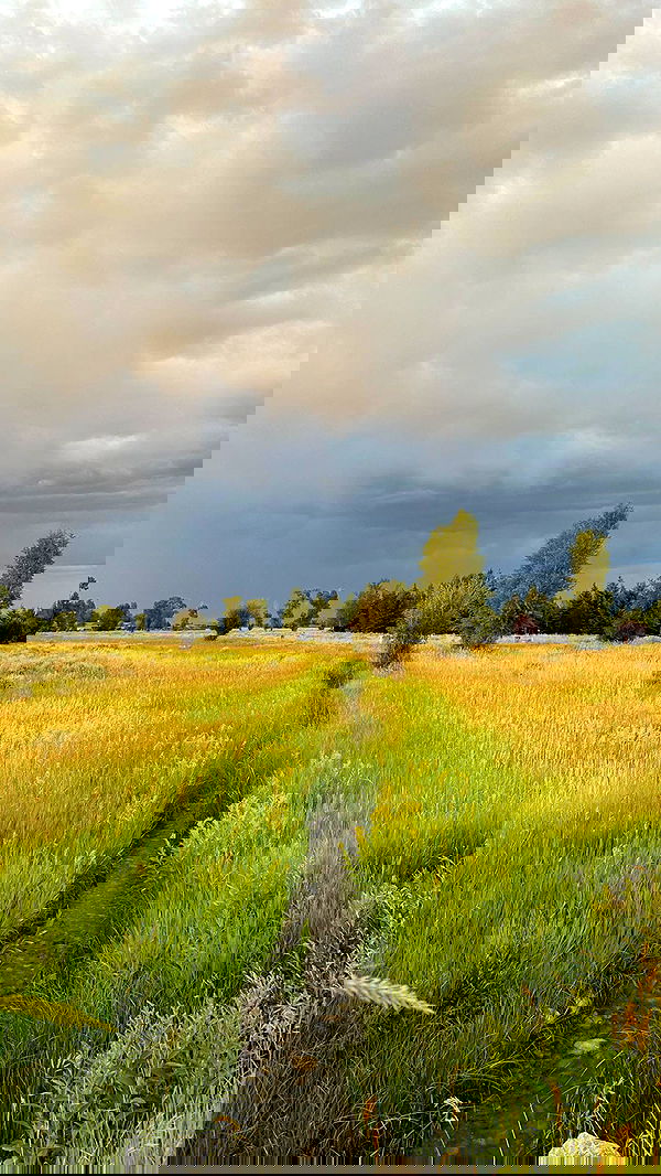 carolinezalog carolinezalog archive image