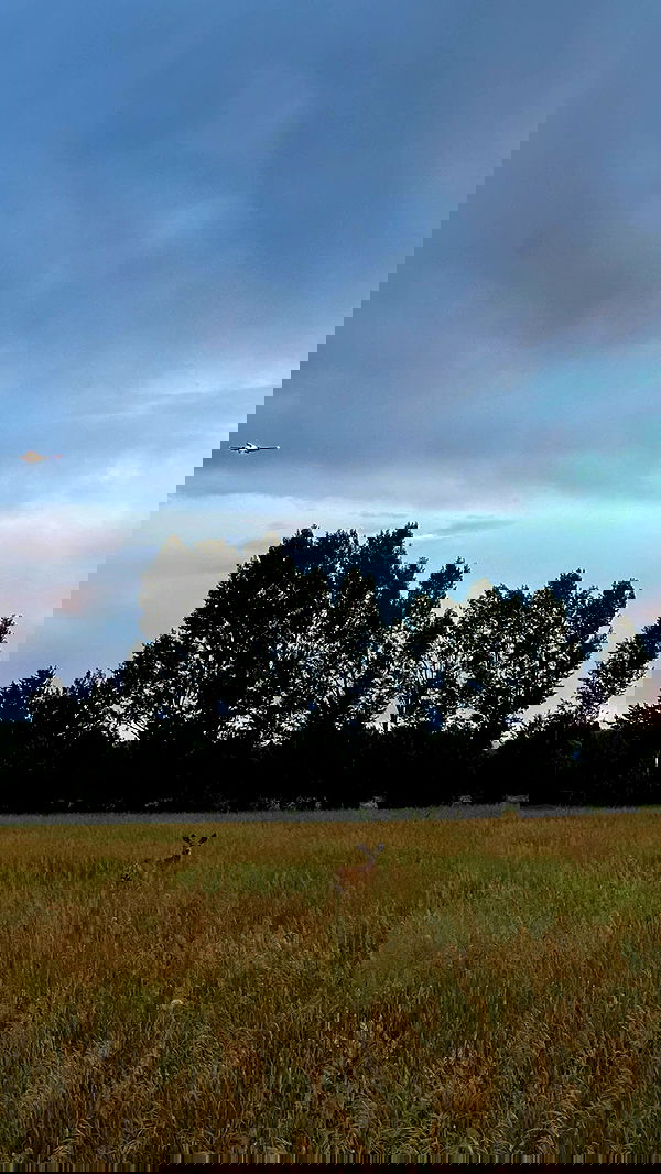 carolinezalog carolinezalog archive image