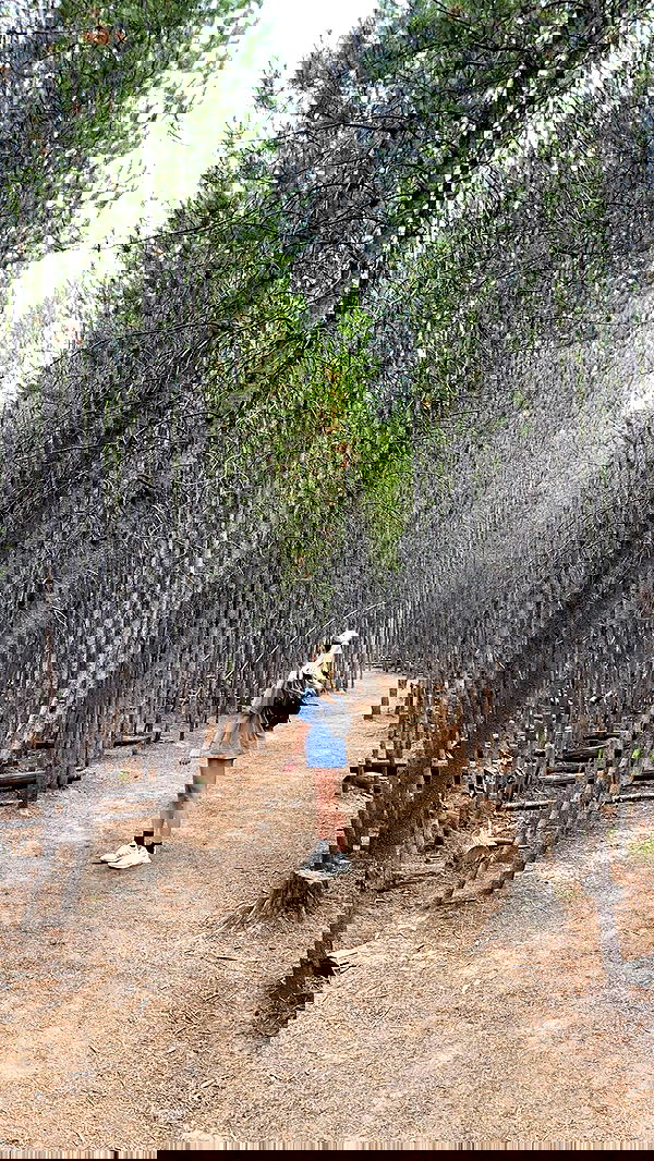 carolinezalog carolinezalog archive image