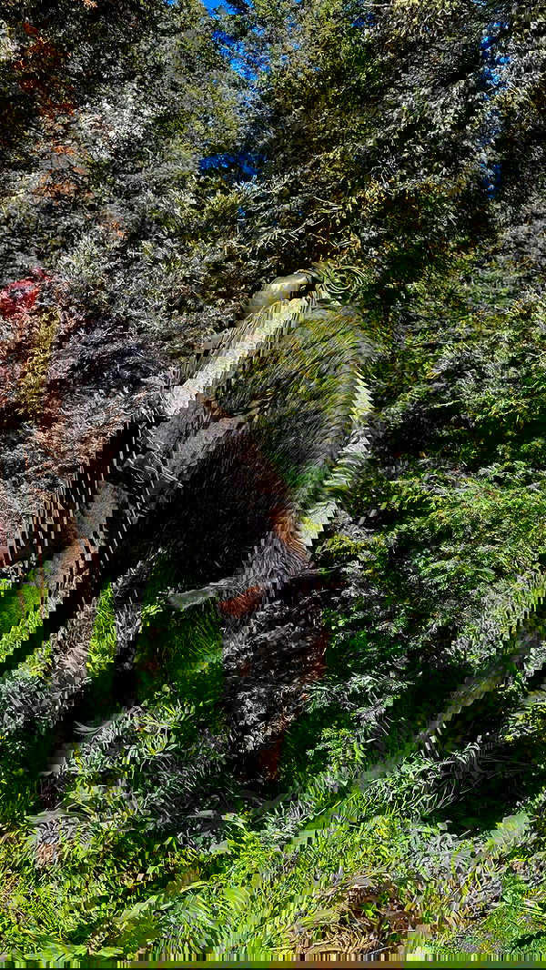 carolinezalog carolinezalog archive image