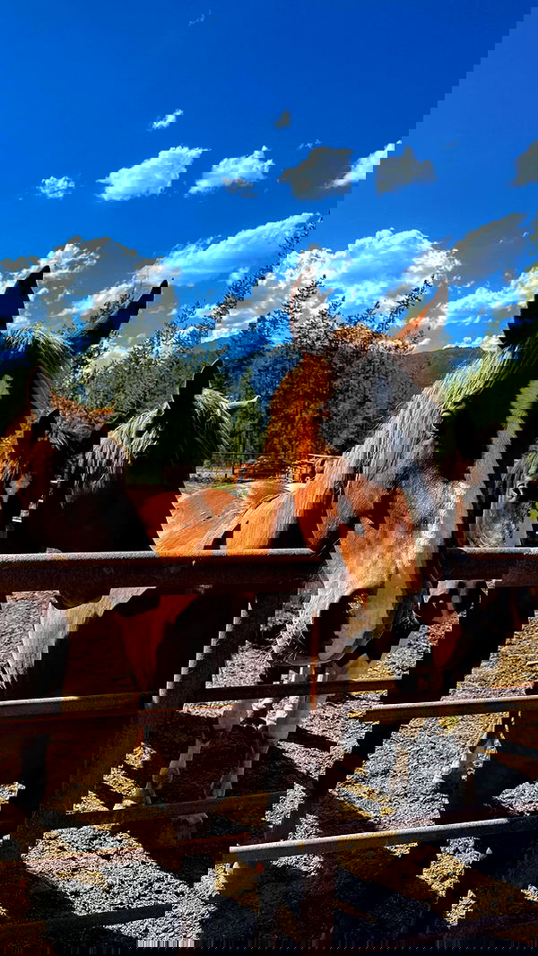 carolinezalog carolinezalog archive image