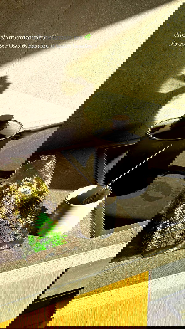 carolinezalog carolinezalog archive image