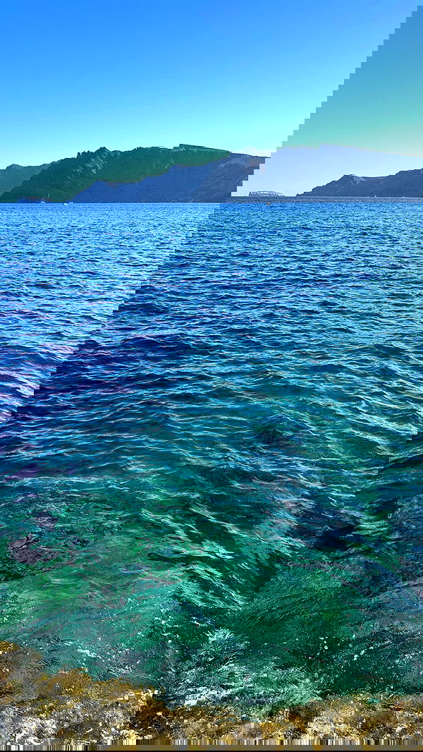 carolinezalog carolinezalog archive image