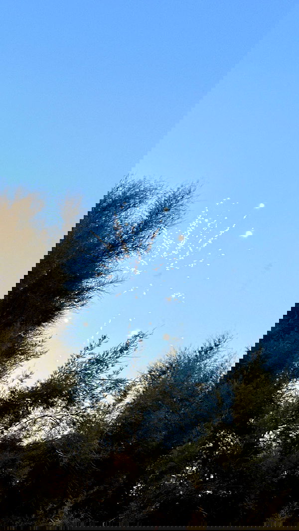 carolinezalog carolinezalog archive image