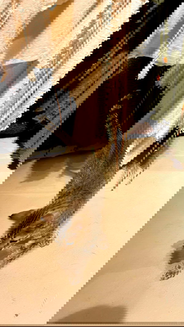 carolinezalog carolinezalog archive image