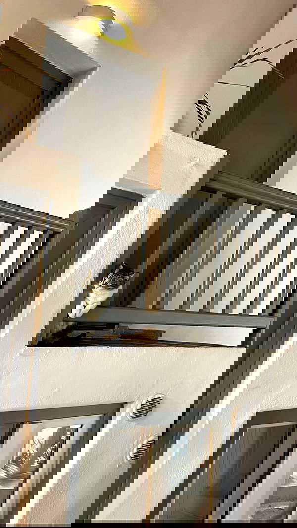 carolinezalog carolinezalog archive image