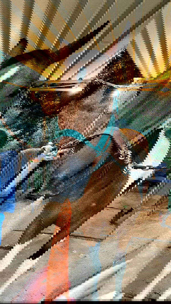 carolinezalog carolinezalog archive image