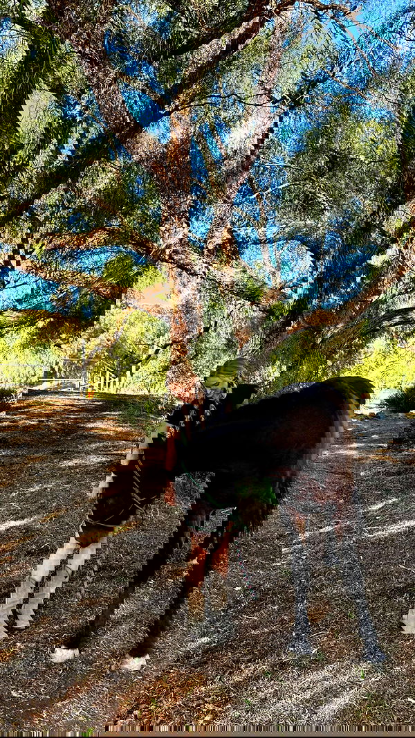 carolinezalog carolinezalog archive image