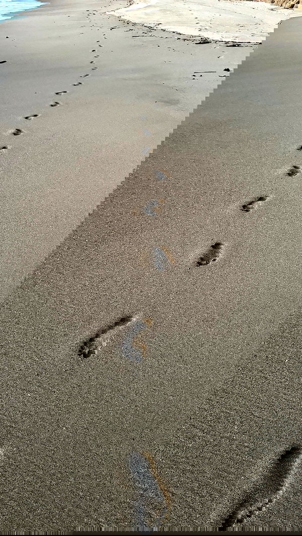 carolinezalog carolinezalog archive image