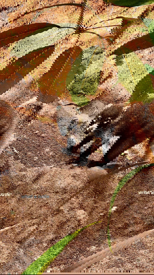 carolinezalog carolinezalog archive image