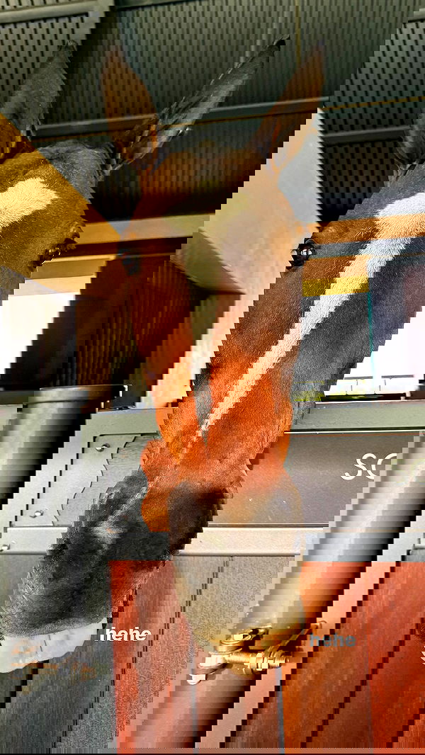 carolinezalog carolinezalog archive image