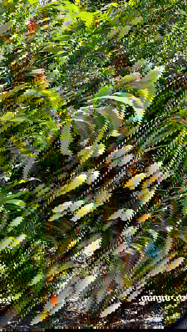 carolinezalog carolinezalog archive image