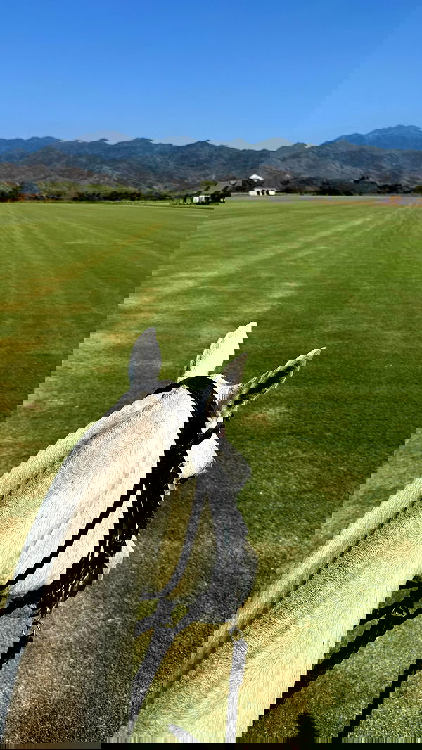 carolinezalog carolinezalog archive image