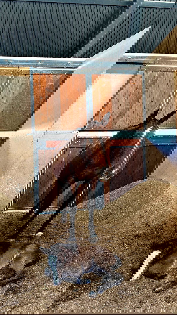 carolinezalog carolinezalog archive image