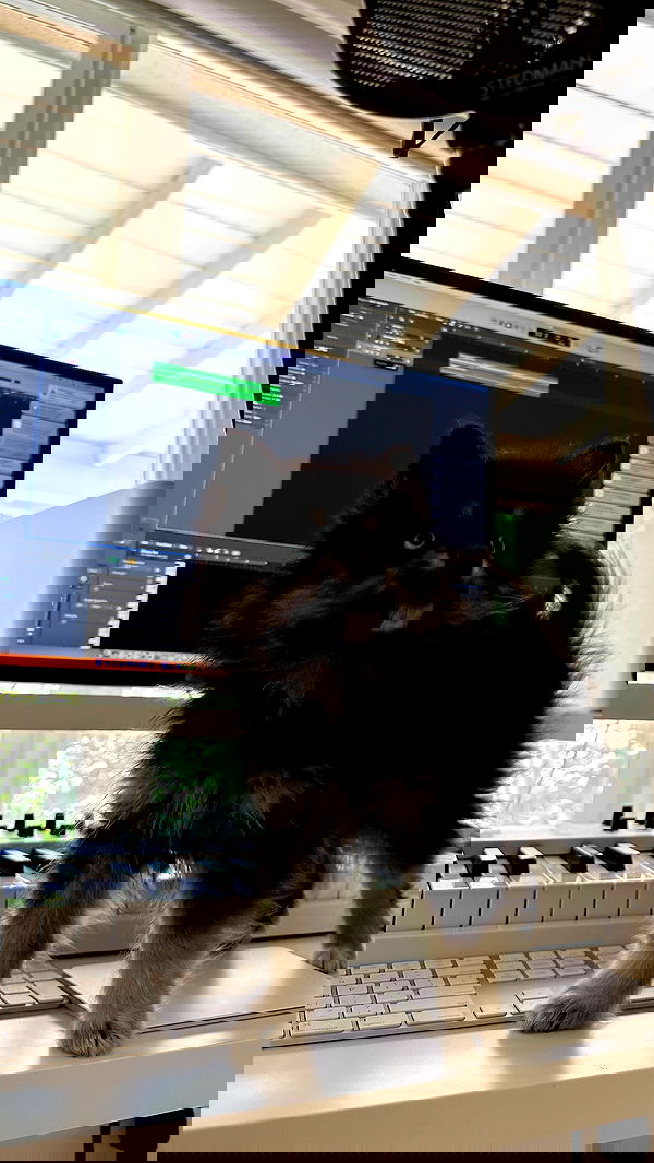 carolinezalog carolinezalog archive image