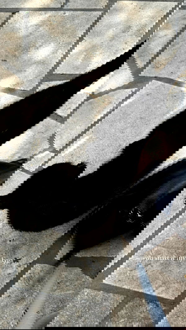 carolinezalog carolinezalog archive image