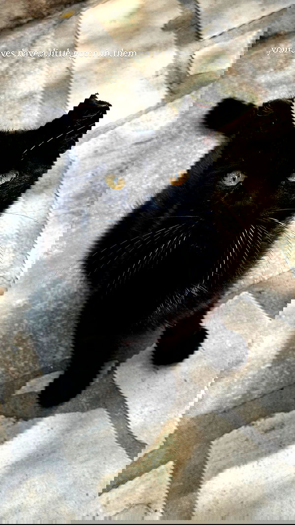 carolinezalog carolinezalog archive image