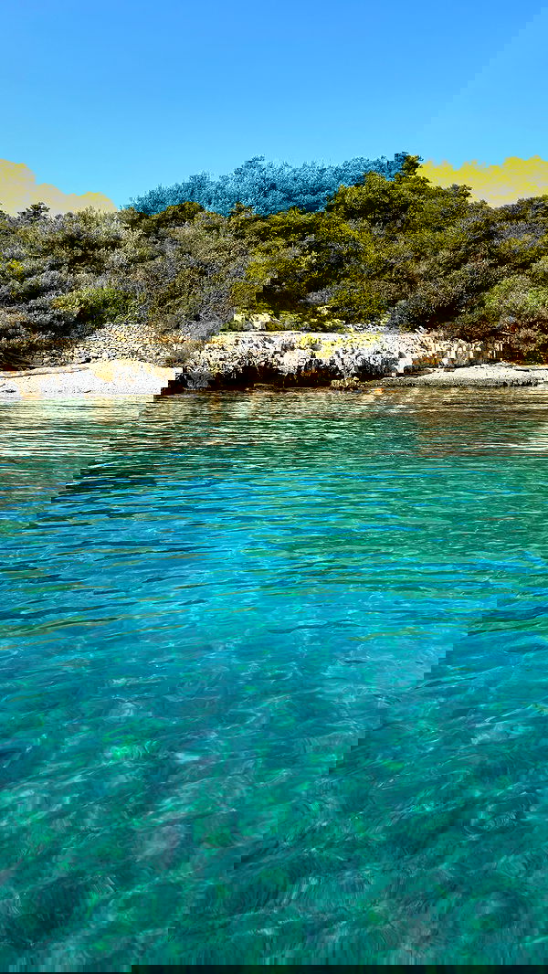 carolinezalog carolinezalog archive image