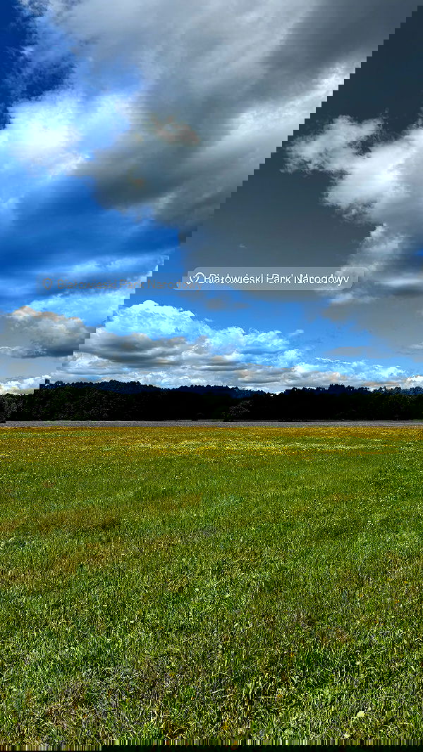 carolinezalog carolinezalog archive image