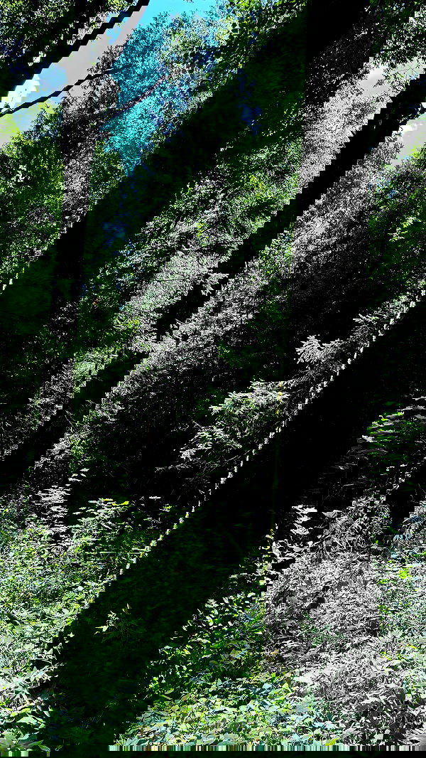 carolinezalog carolinezalog archive image