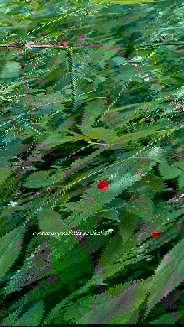 carolinezalog carolinezalog archive image