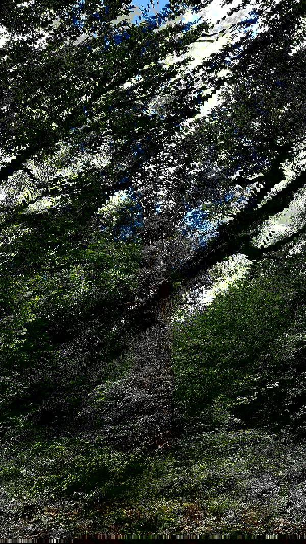 carolinezalog carolinezalog archive image