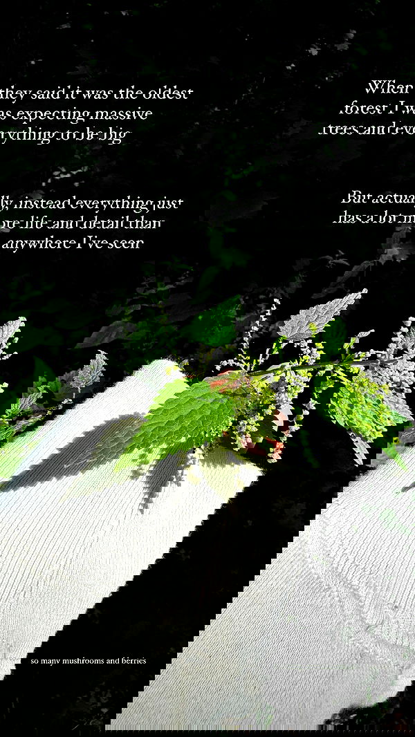 carolinezalog carolinezalog archive image