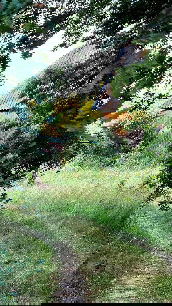 carolinezalog carolinezalog archive image