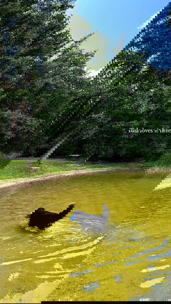 carolinezalog carolinezalog archive image