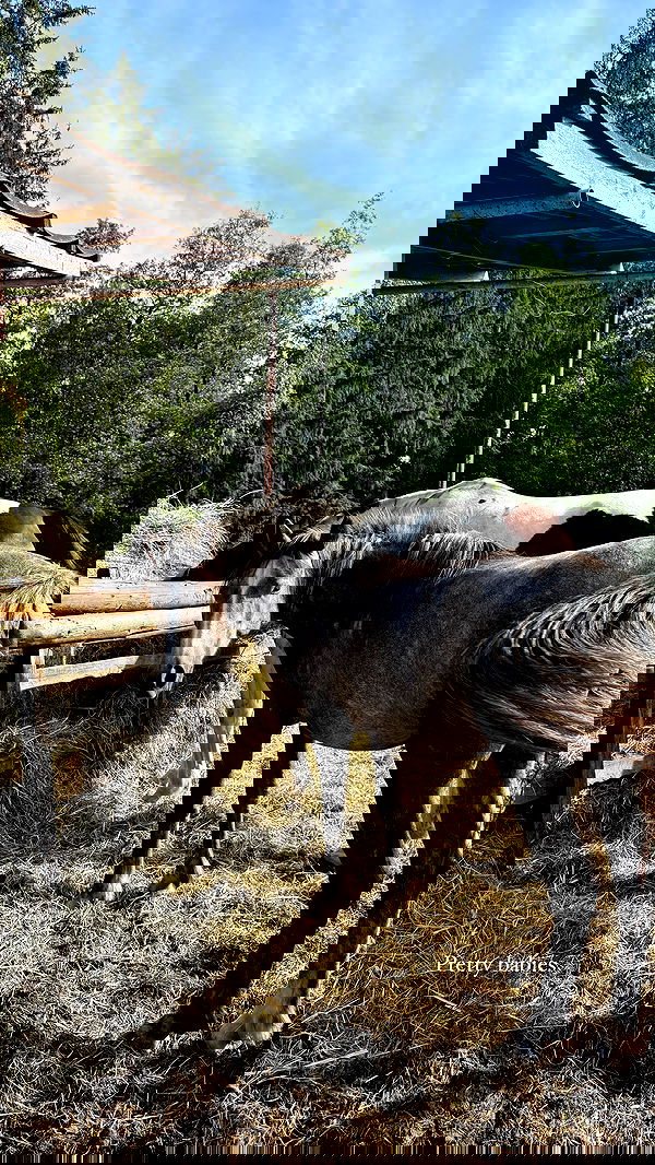 carolinezalog carolinezalog archive image