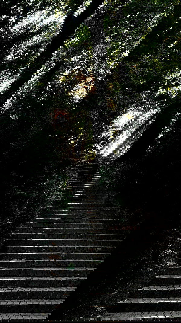 carolinezalog carolinezalog archive image