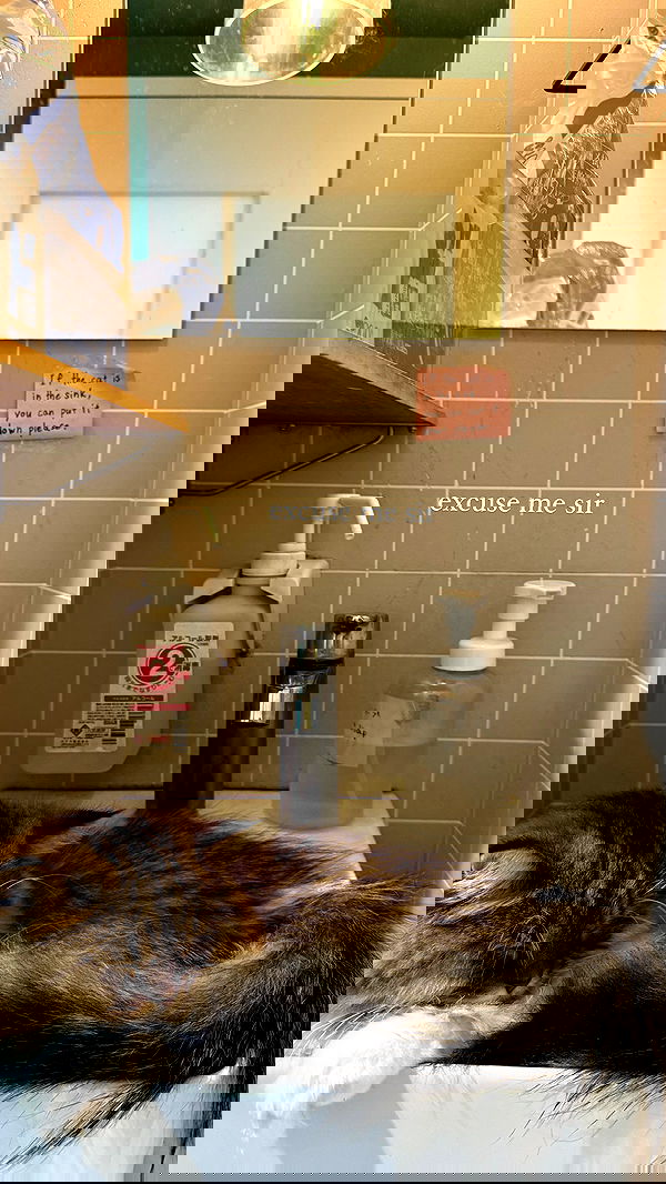 carolinezalog carolinezalog archive image