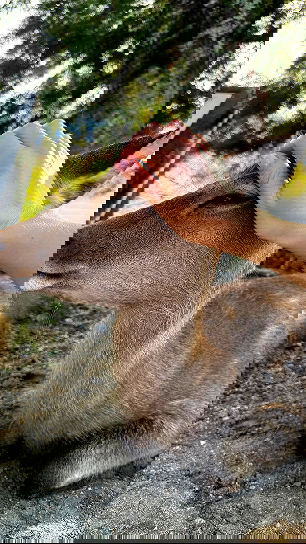 carolinezalog carolinezalog archive image