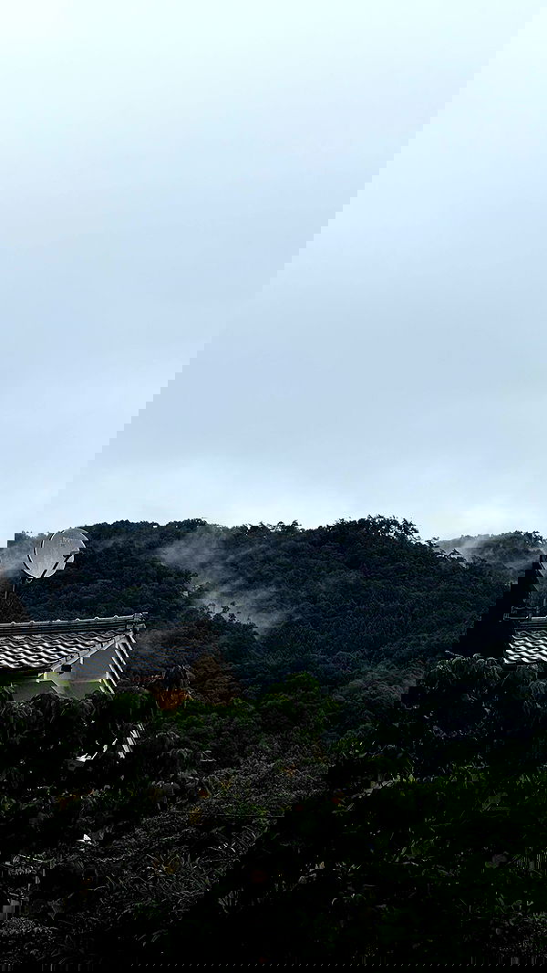 carolinezalog carolinezalog archive image