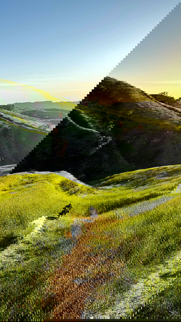 carolinezalog carolinezalog archive image