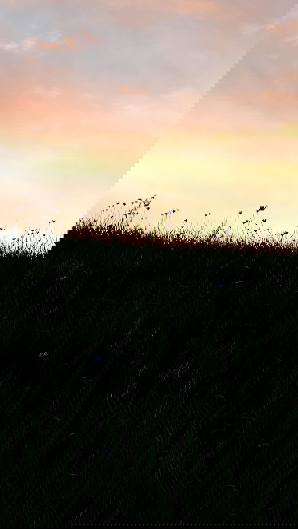 carolinezalog carolinezalog archive image